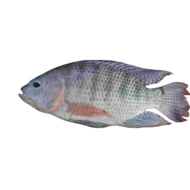 Tilápia congelada- Choupa